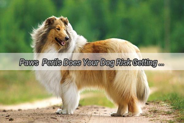 Paws  Perils Does Your Dog Risk Getting Pricked by Thorns A Heartwarming Tale of Canine Curiosity and Care